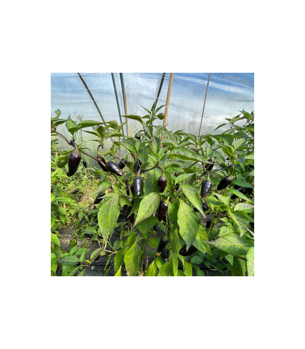 Chilli mash - Czechoslovakian Black chilli 100 ml