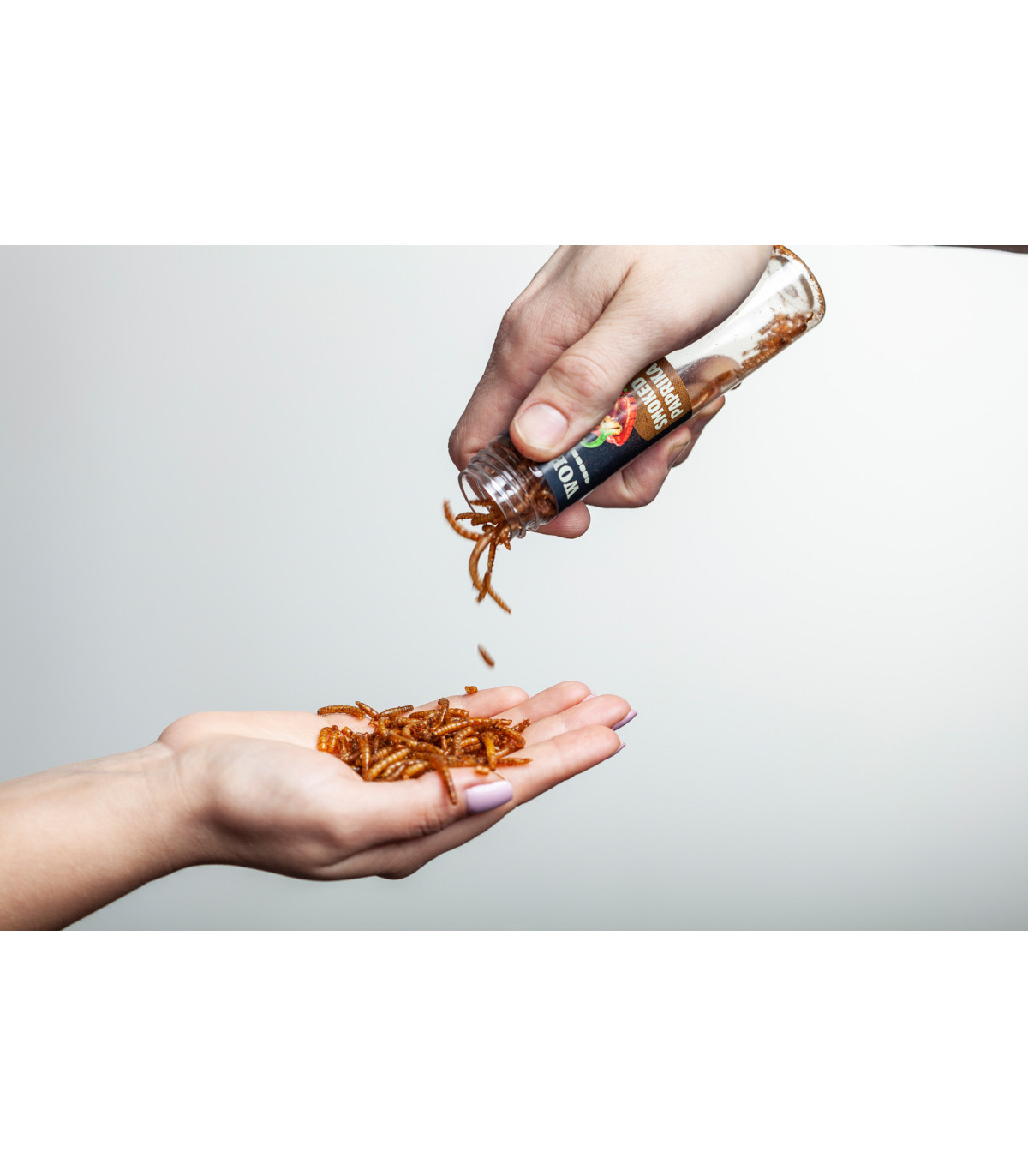 Pražení červíci v dárkové krabičce