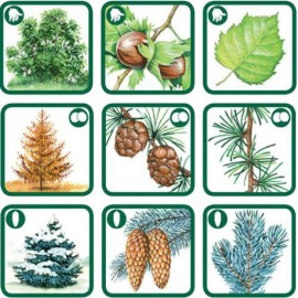 Pexetrio - Poznáš naše hríby?