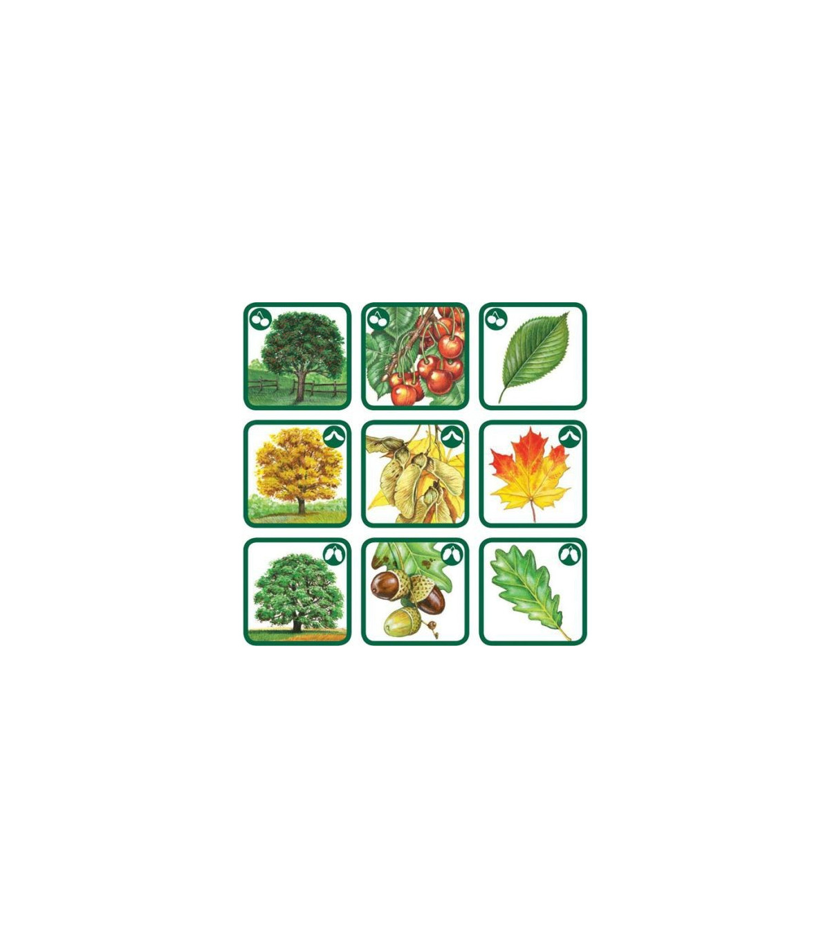 Pexetrio - Poznáš naše hríby?