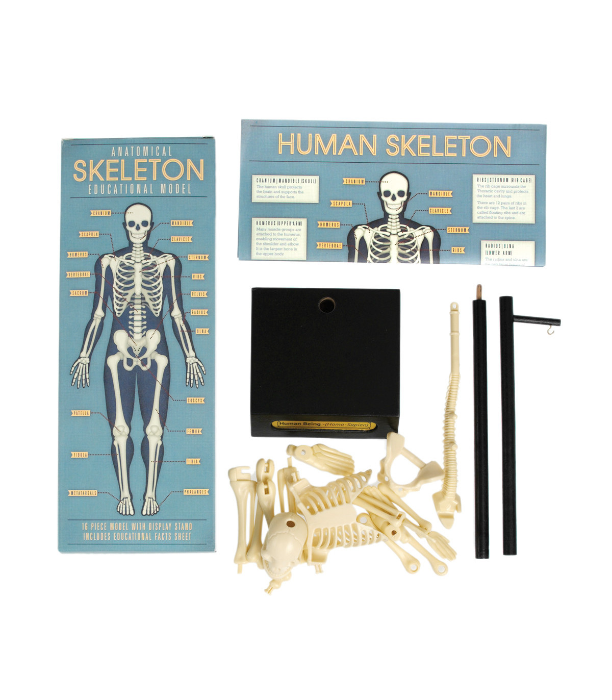 Sestav si vlastní kostru